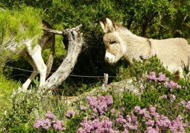 Booming ecotourism in Morocco – Le Ferme Berbere