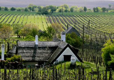 Hungarian Grand Wine Tour