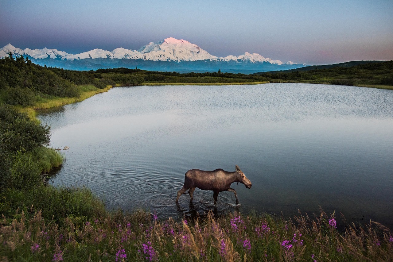 Denali National Park in Alaska
