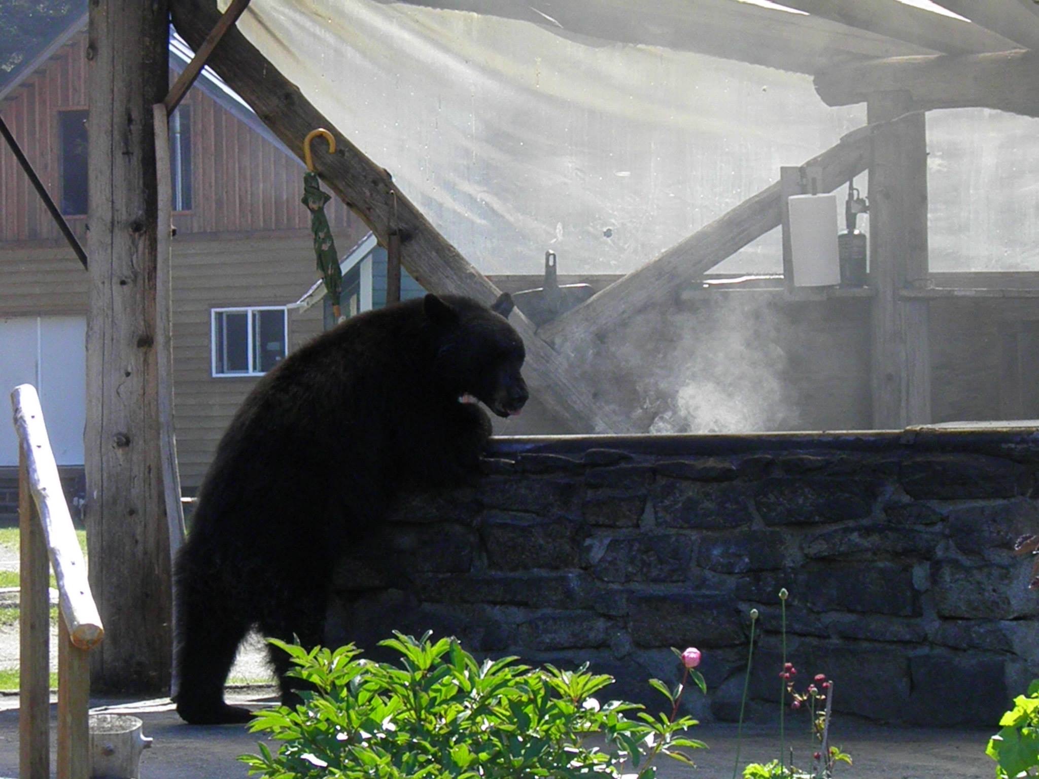 Bear looks for some leftover food after the fresh grilled salmon lunch was done.